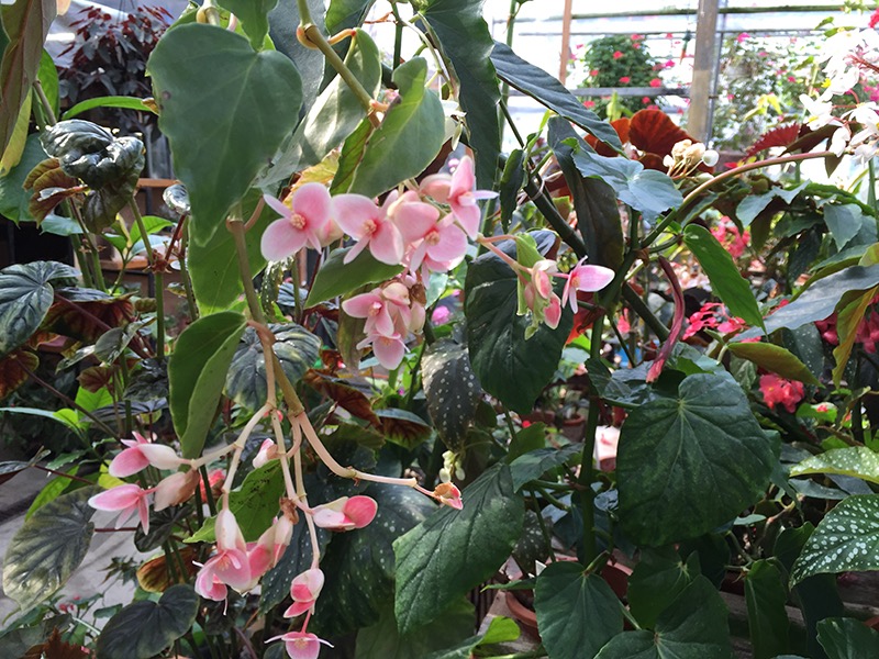 B. ‘Fragrant Pink’
